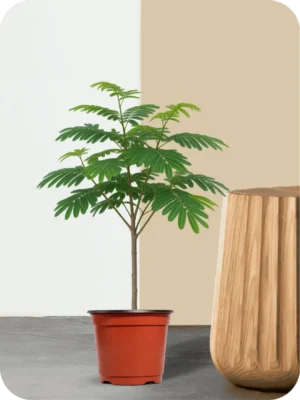 Gulmohar Plant