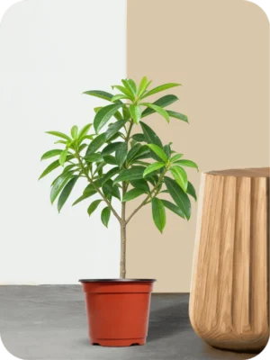 Saptaparni Tree Plant