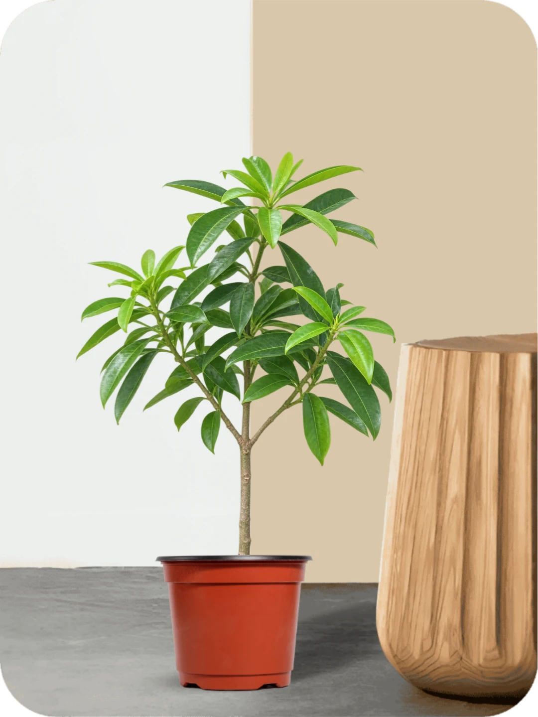 Saptaparni Tree Plant 1 Saptaparni Tree Plant