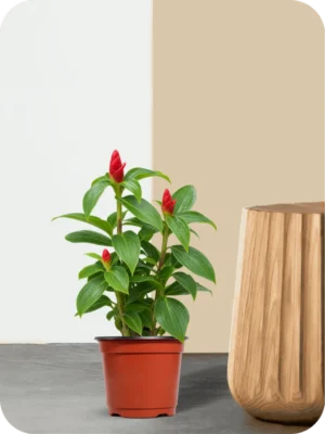 Insulin Plant – Red Button Ginger