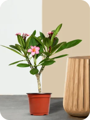 Champa Pink Plant