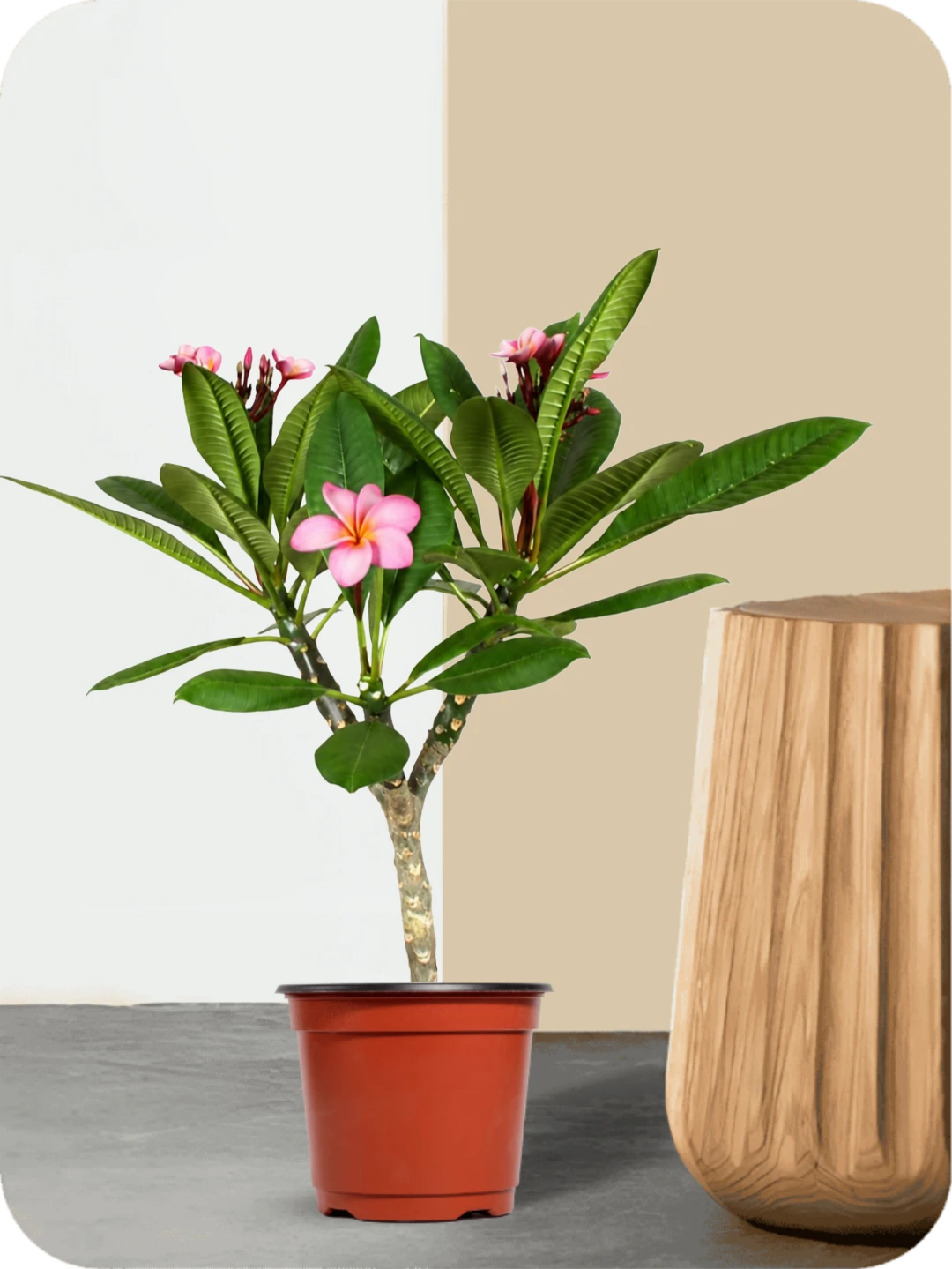 Champa Pink Plant 1 Champa Pink Plant