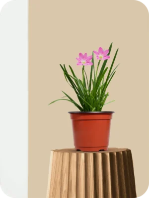 Pink Rain Lily