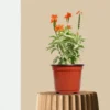 Aboli Variegated Plant