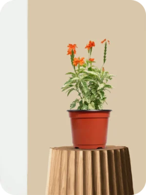 Aboli Variegated Plant