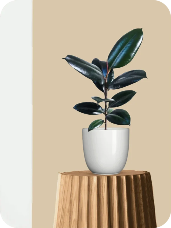 Black Rubber Plant