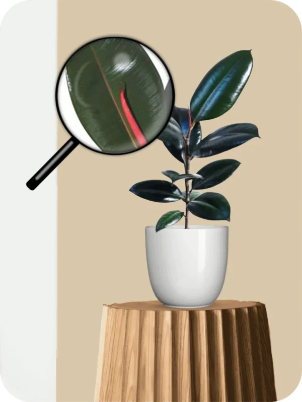 Black Rubber Plant - Image 3