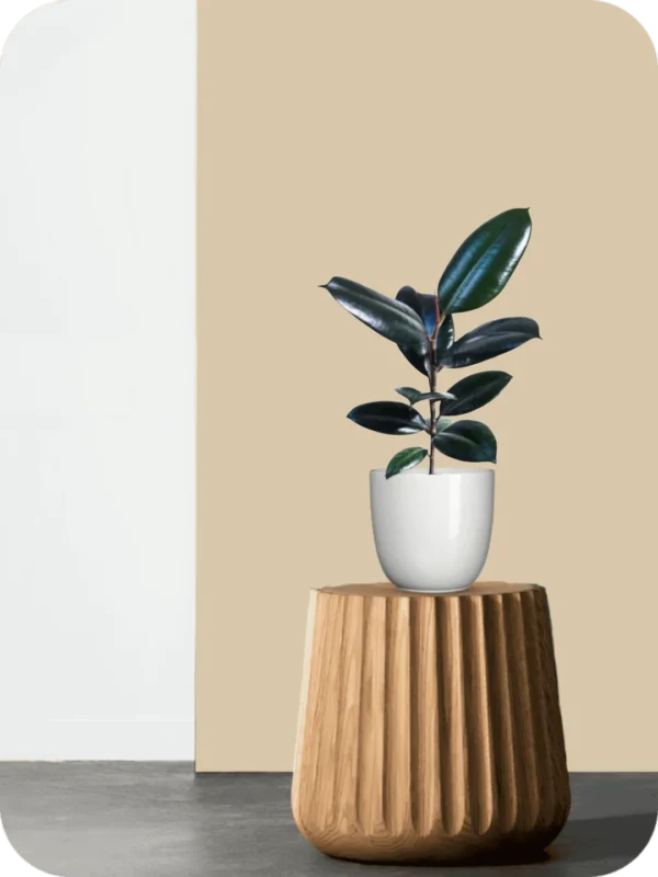 Black Rubber Plant - Image 2