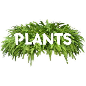 Plants Category