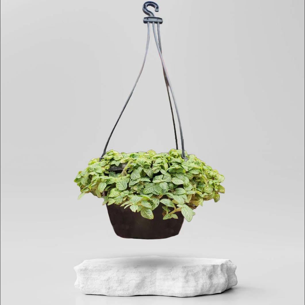 Buy Hanging Plants Online in Ahmedabad Same Day Delivery Plantalay