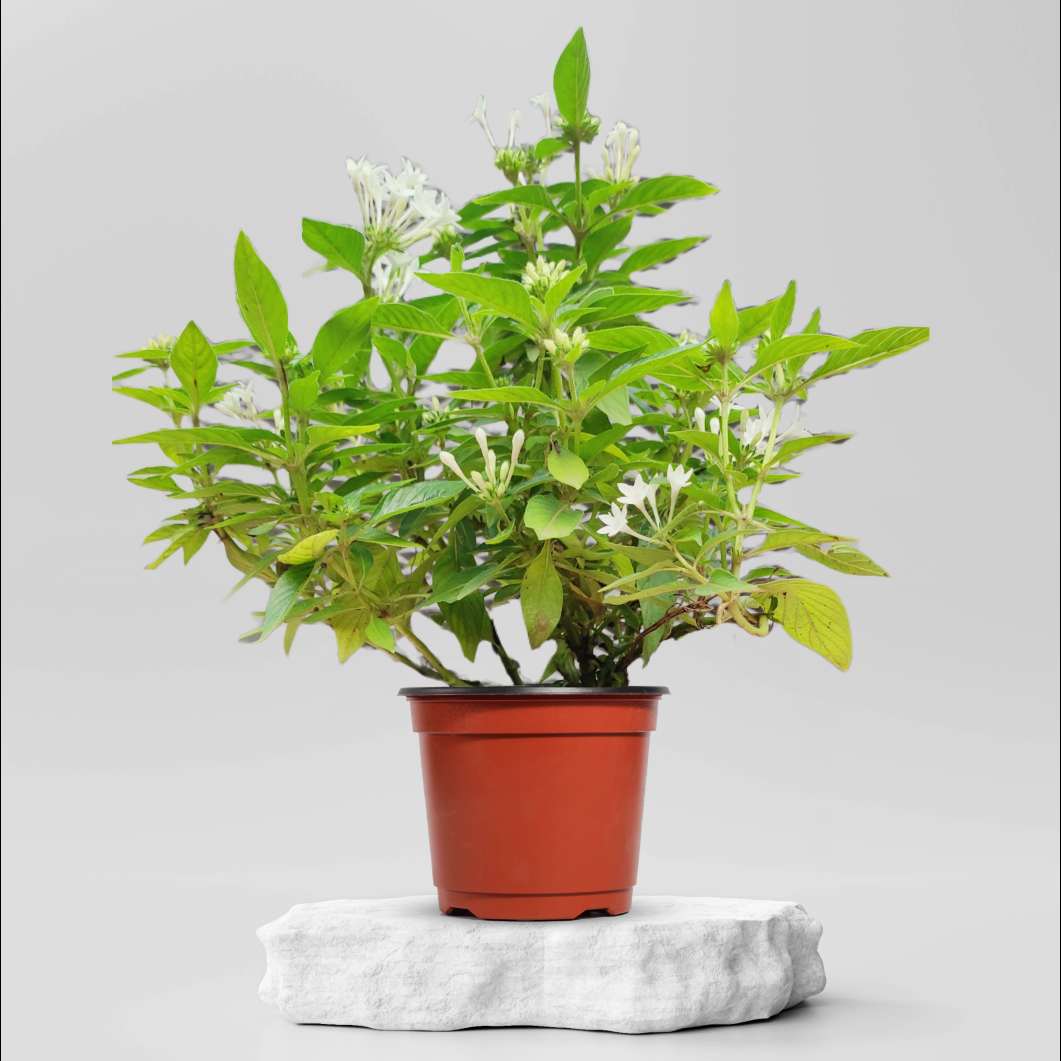 Buy Pentas Dwarf White Plant @ ₹119.00 Online in Ahmedabad
