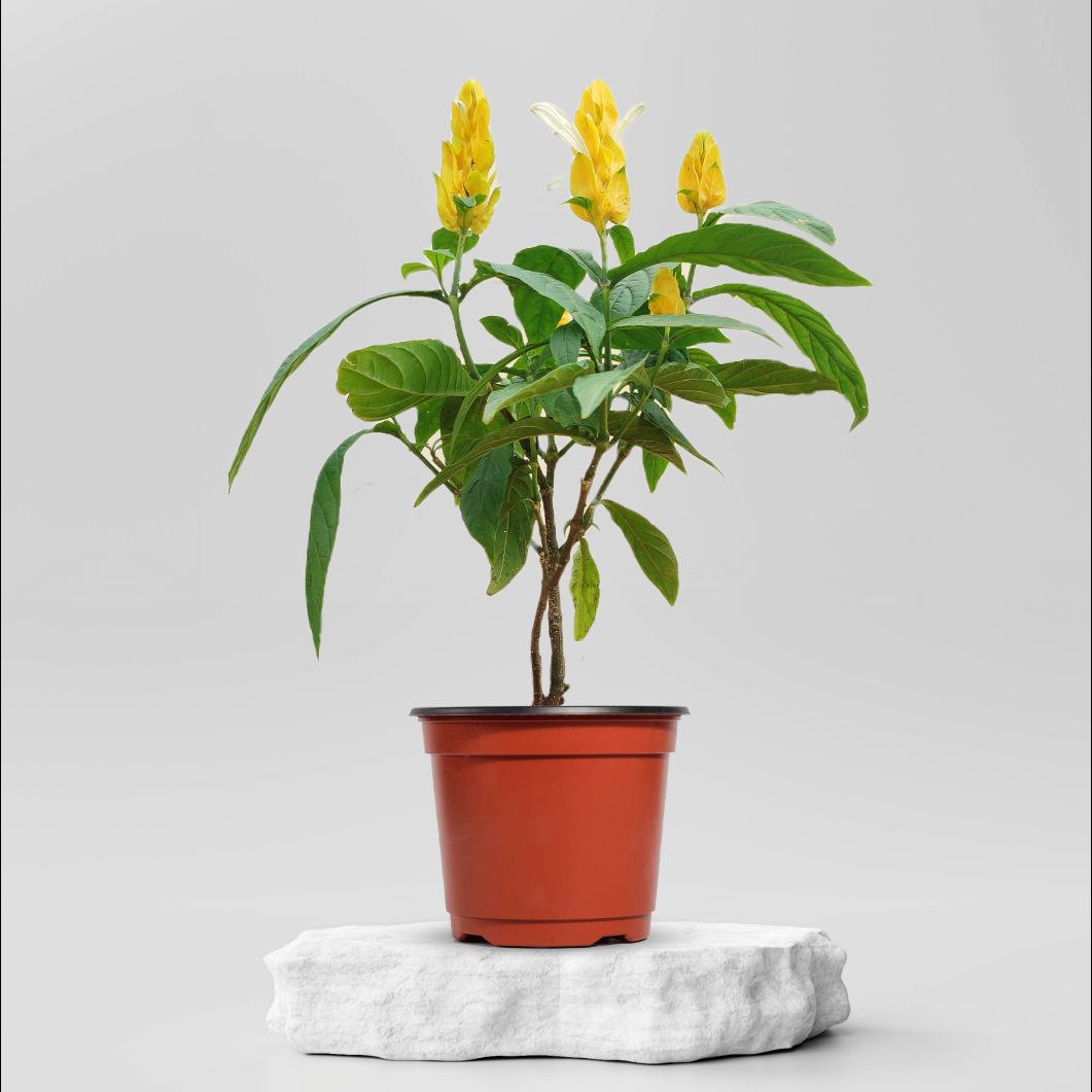 Buy Golden Shrimp Plant ₹149.00 Online in Ahmedabad