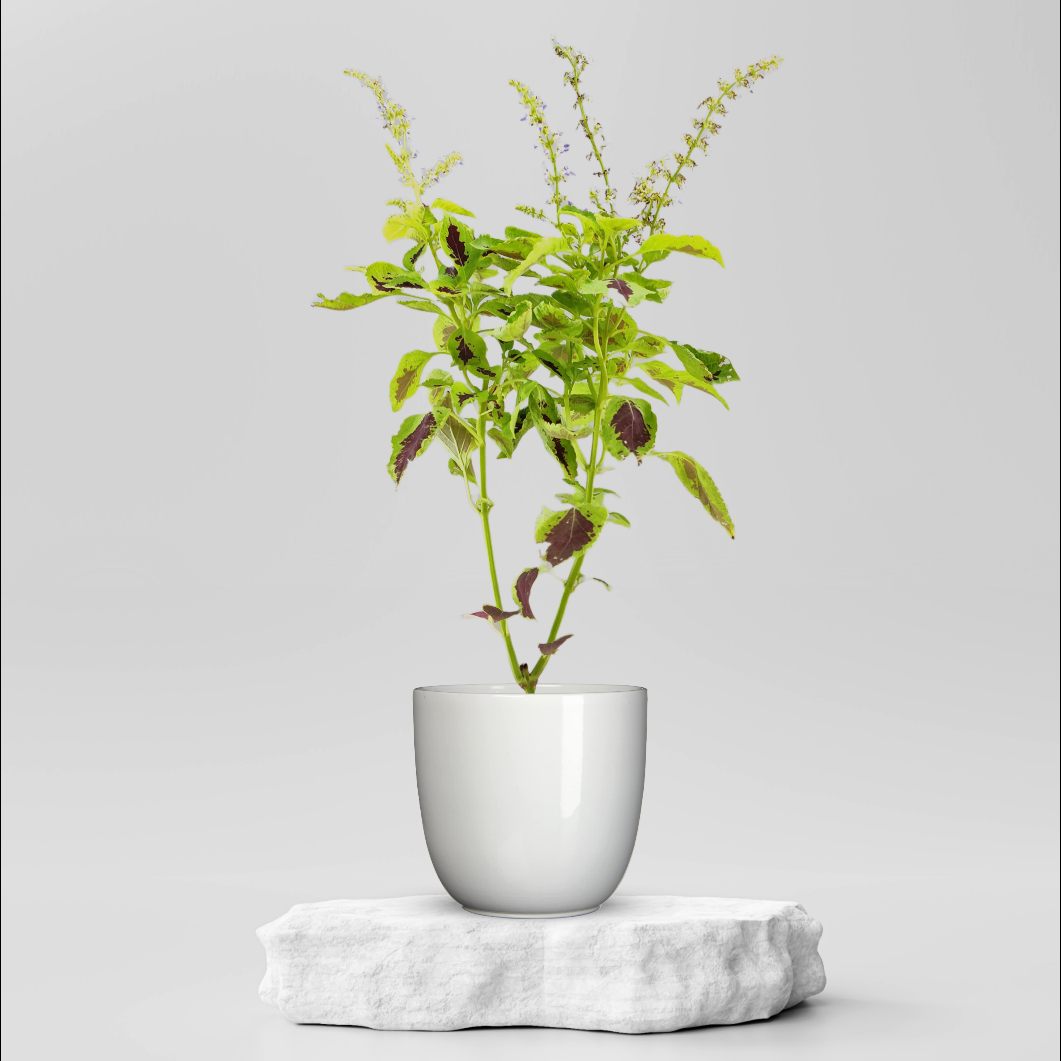 Buy Coleus Kong Lime Sprite Plant @ ₹119.00 Online in Ahmedabad