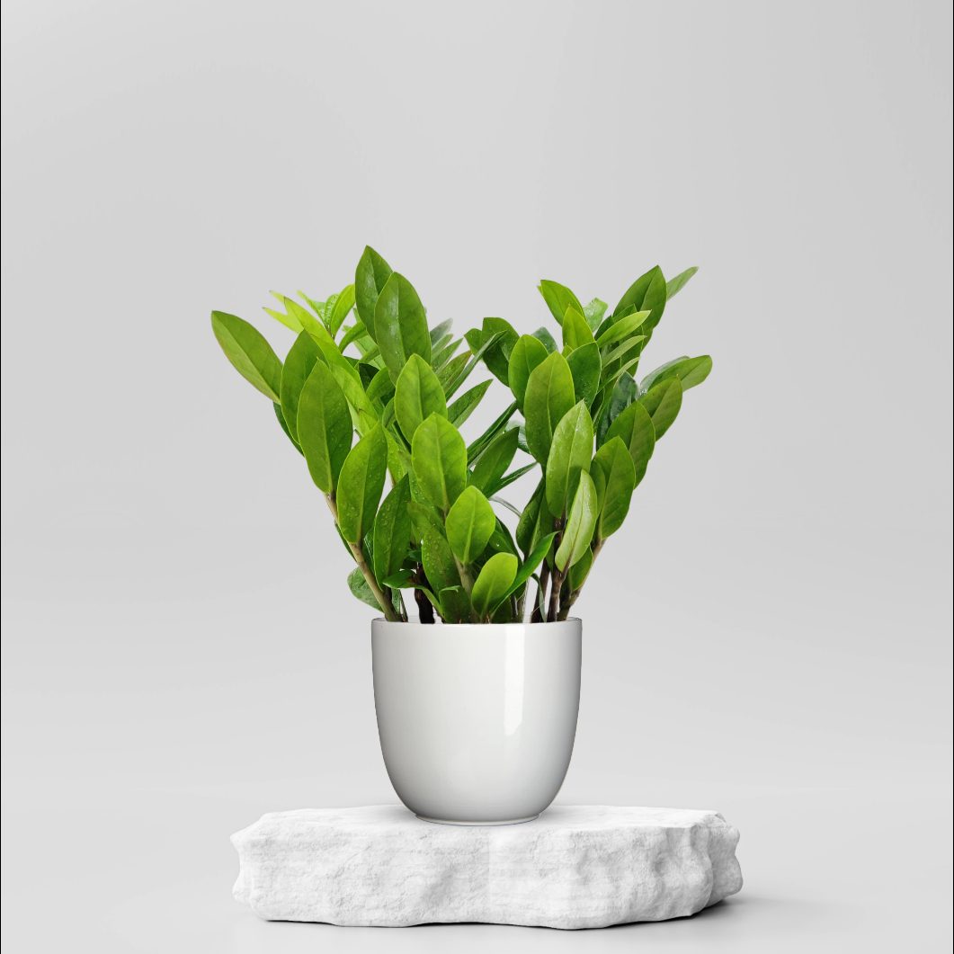 Buy Zz Plant ₹299.00 Online in Ahmedabad