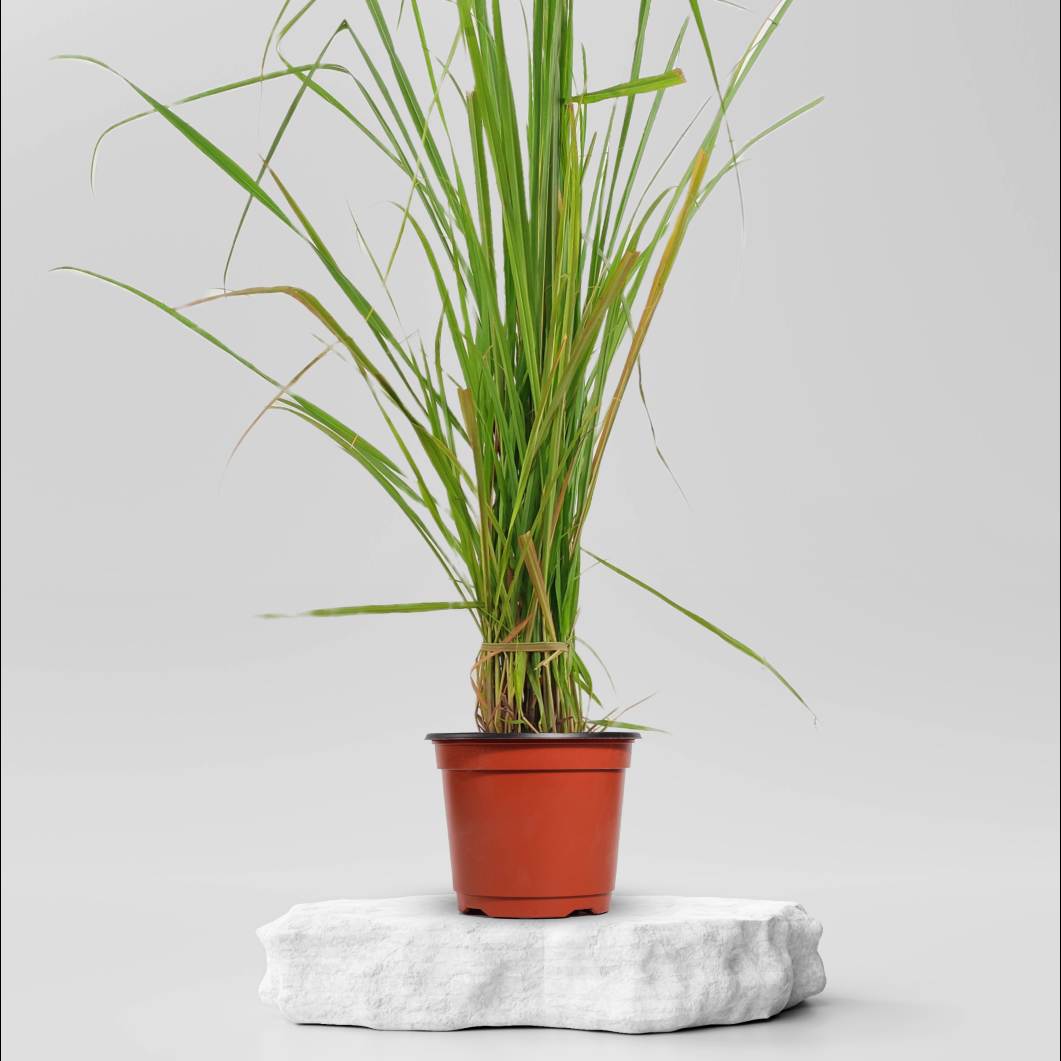 Buy Lemon Grass Plant ₹99.00 Online in Ahmedabad