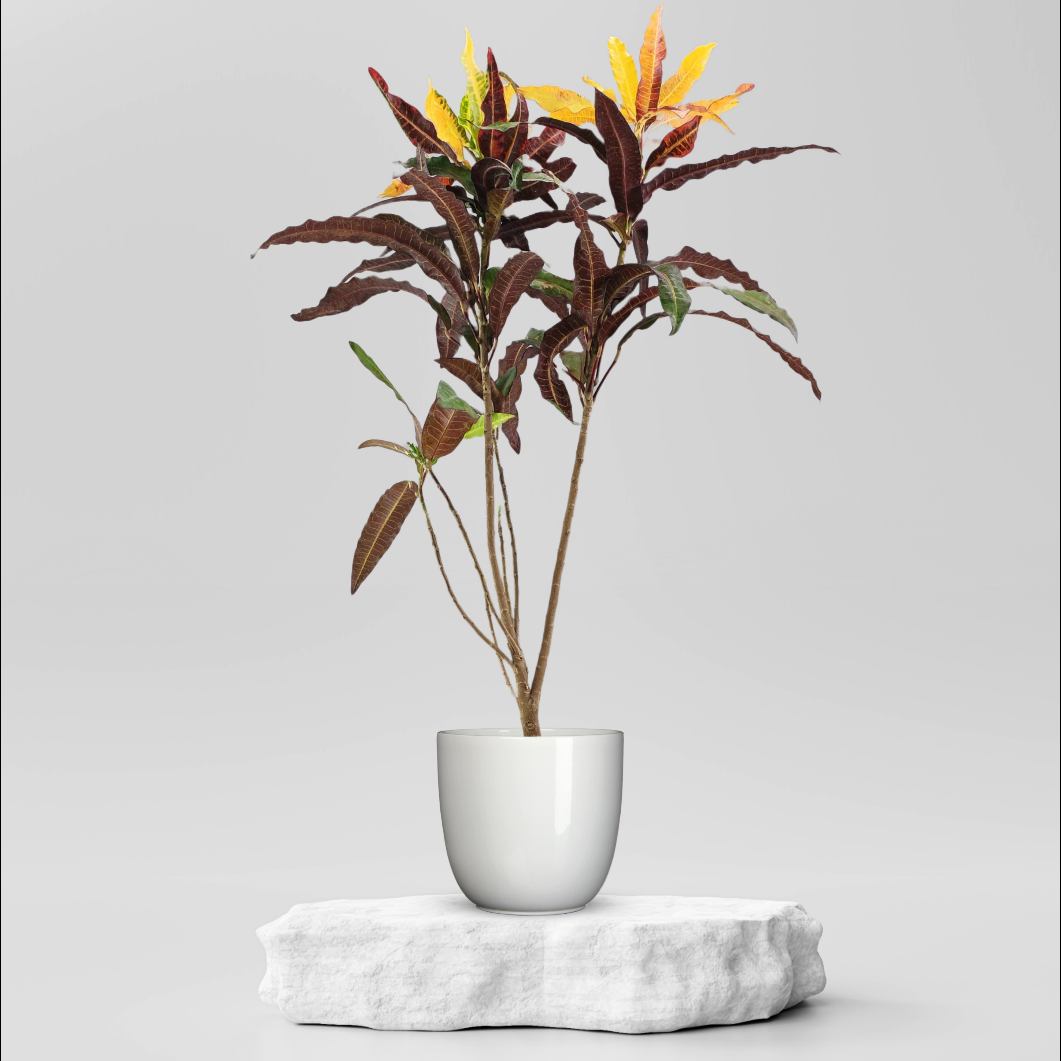 Buy Codiaeum Variegatum Croton Plant ₹149.00 Online in Ahmedabad