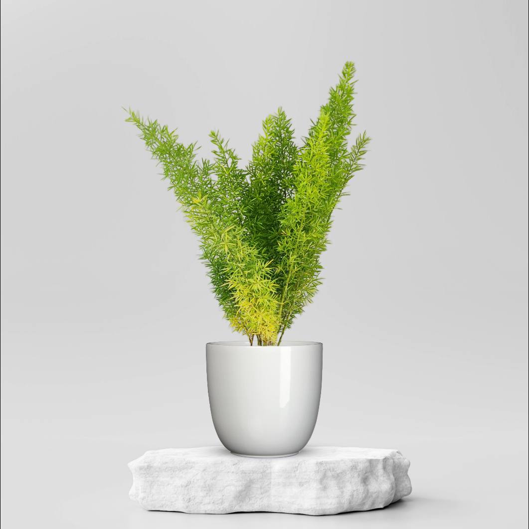 Buy Asparagus Foxtail Fern @ ₹199.00 Online in Ahmedabad