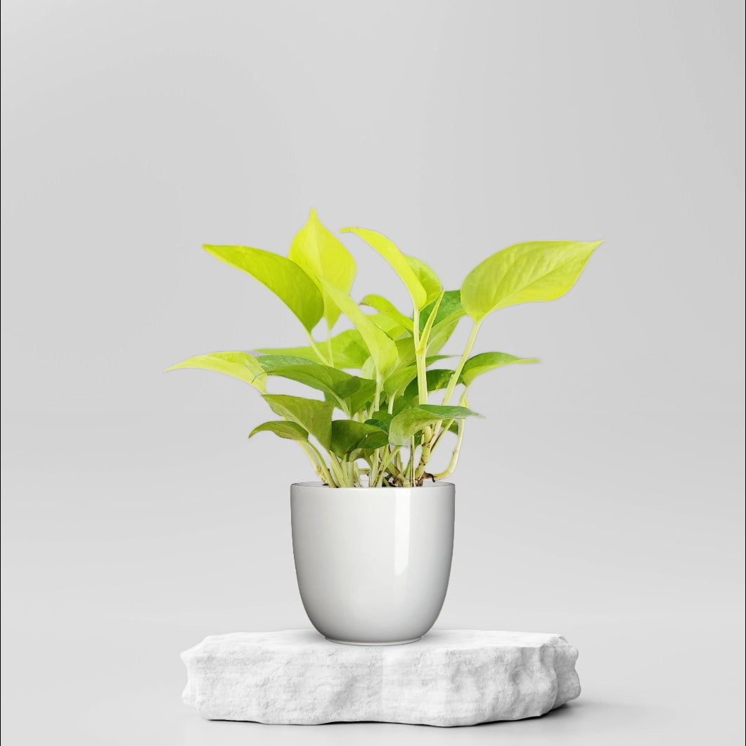Buy Indoor Plants Online in Ahmedabad - Same Day Delivery -%sitename%