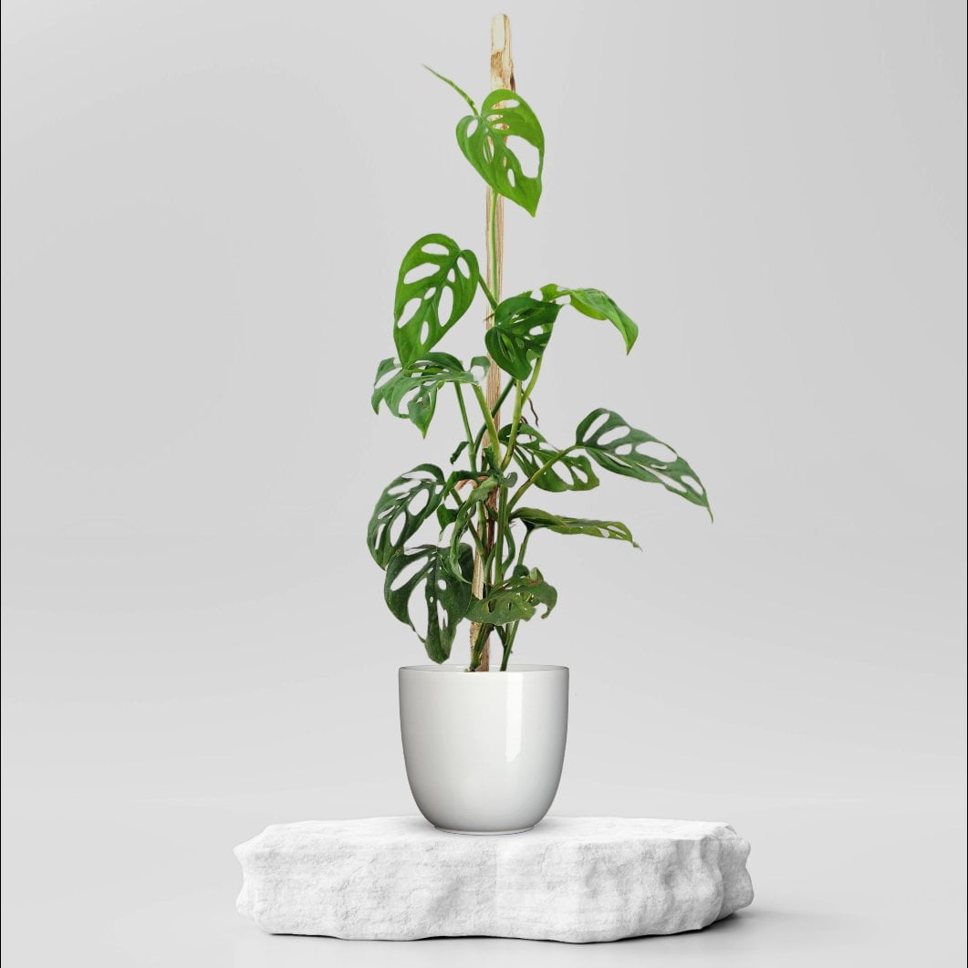 Buy Broken Heart Plant ₹349.00 Online in Ahmedabad