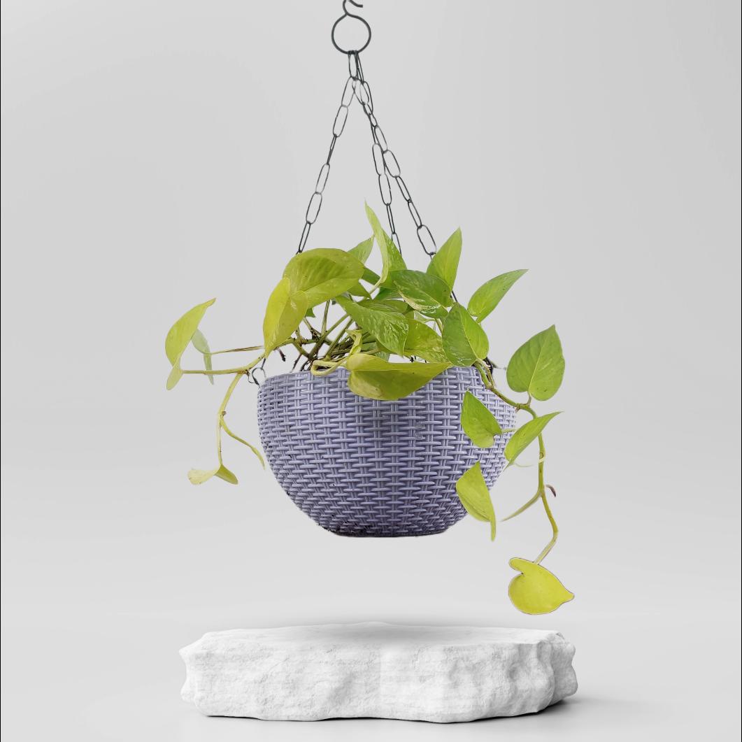 Buy Hanging Plants Online in Ahmedabad Same Day Delivery Plantalay