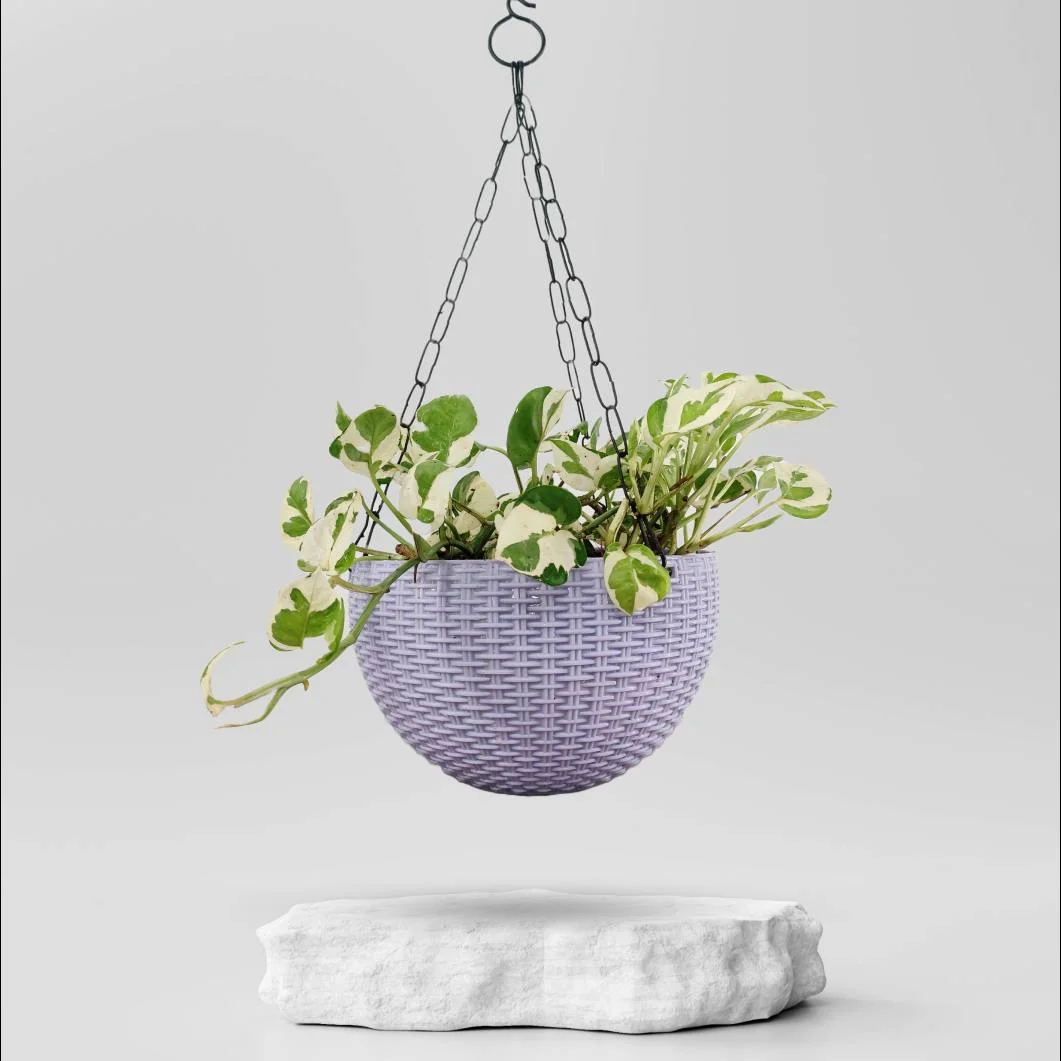 Buy Hanging Plants Online in Ahmedabad Same Day Delivery Plantalay