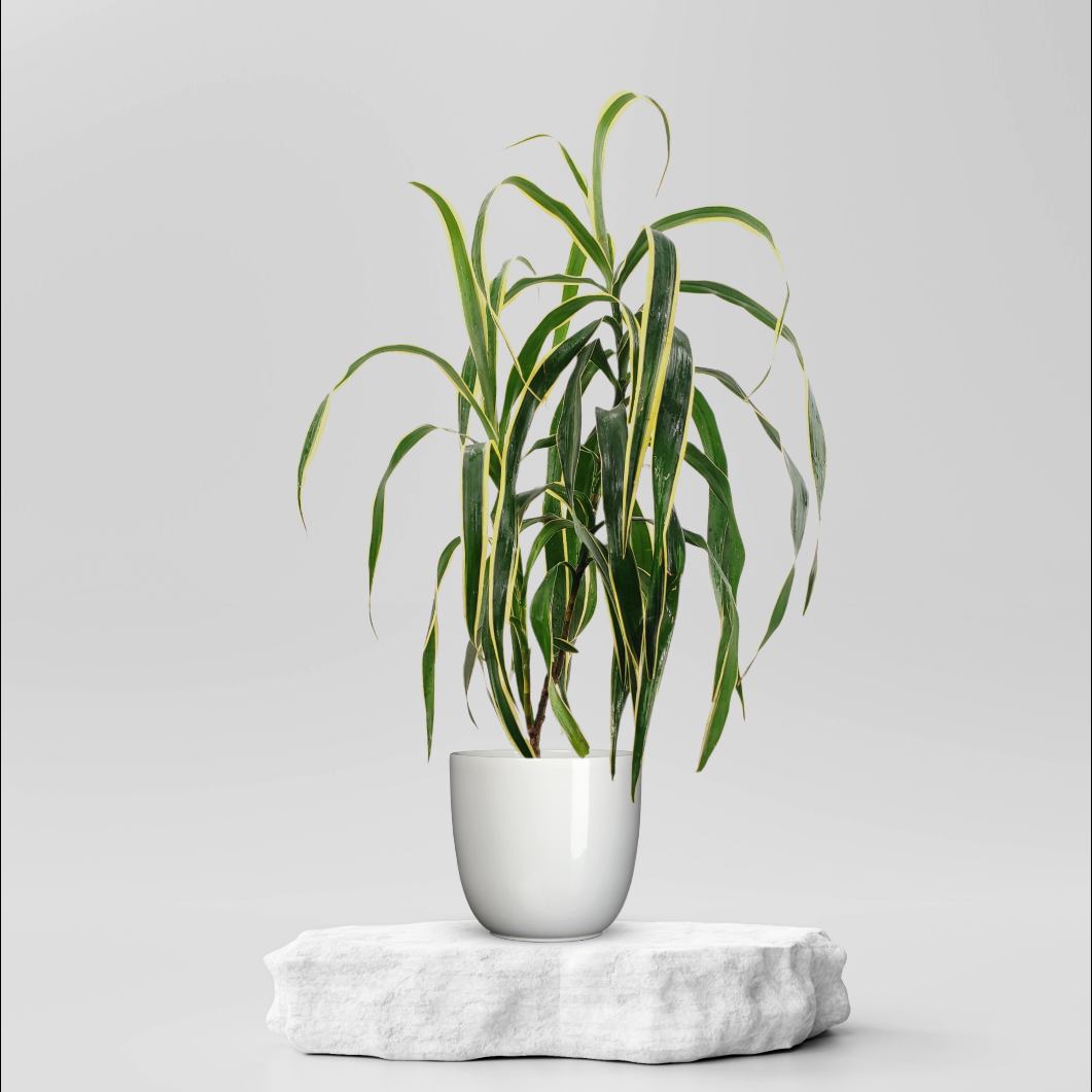 Buy Dracaena Reflexa Green Plant 149 00 Online In Ahmedabad   Compressed Img 1659553664232 