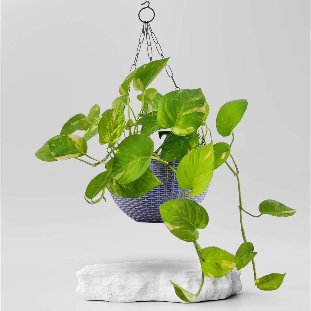 Buy Green Money Plant ₹349.00 Online in Ahmedabad