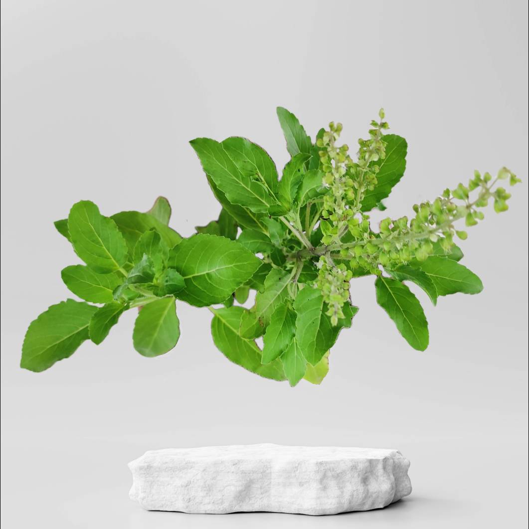 Buy Rama Tulsi Plant 24.00 Online in Ahmedabad