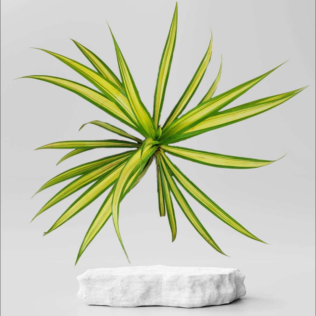Buy Pandanus Variegated Golden Plant ₹149.00 Online in Ahmedabad