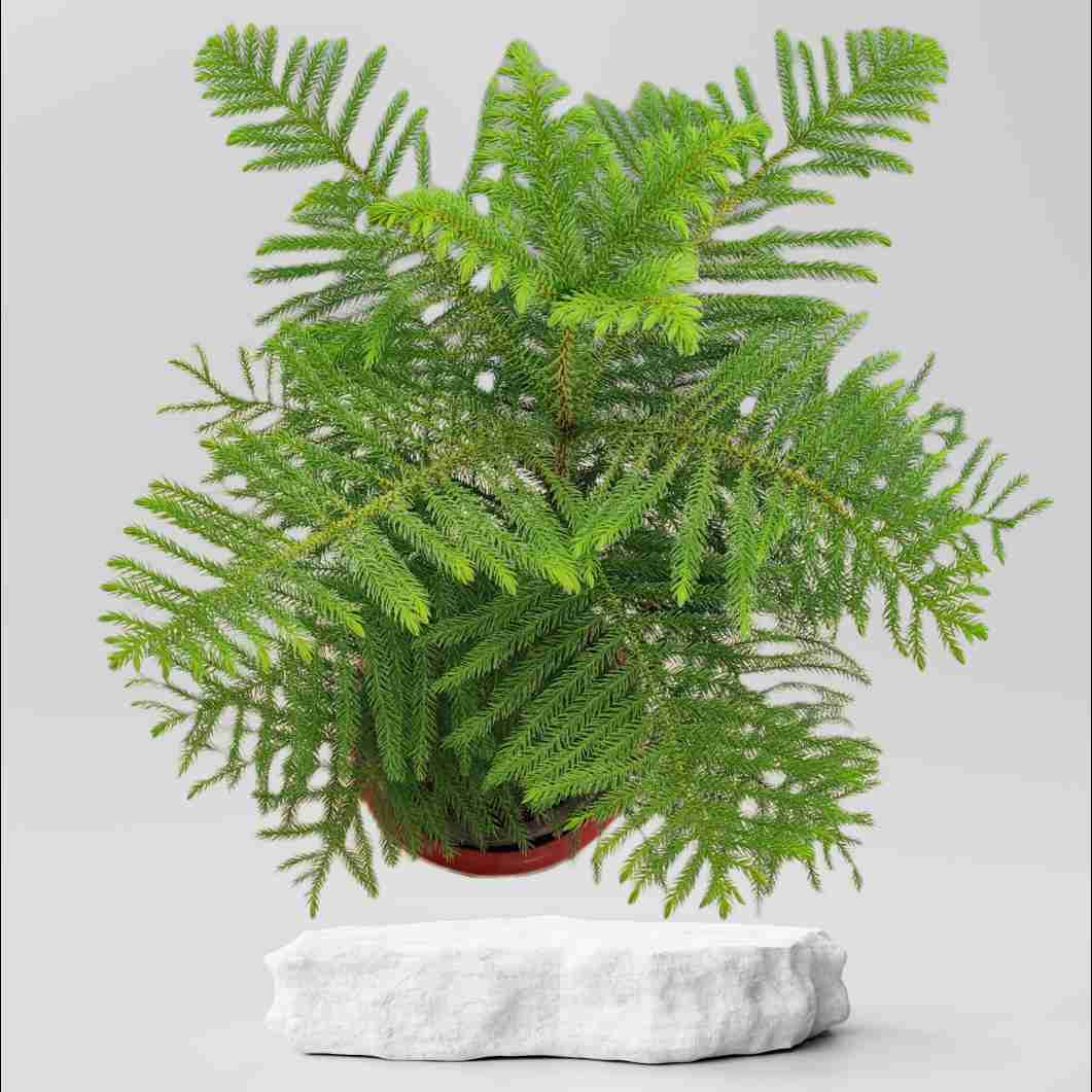 Buy Christmas Tree Plant ₹379.00 Online in Ahmedabad