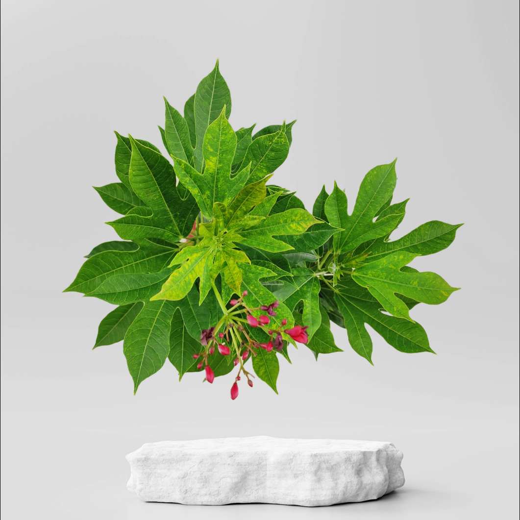 Buy Jatropha Red Plant ₹99.00 Online in Ahmedabad