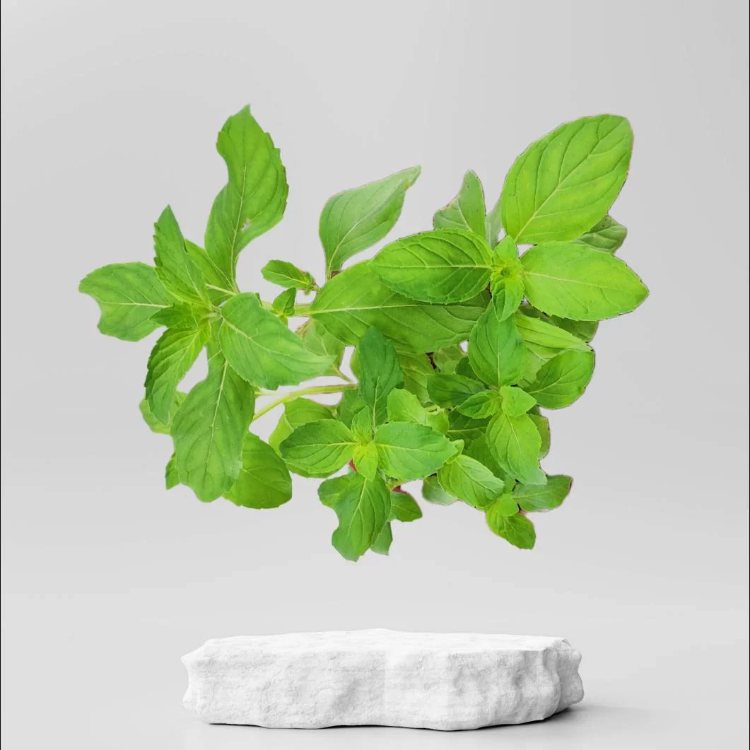 Buy Mint Tulsi Plant 49.00 Online in Ahmedabad