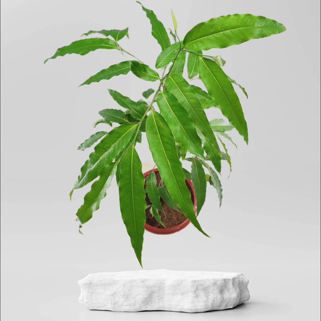 Ashoka Asopalav Tree Plant Plantalay