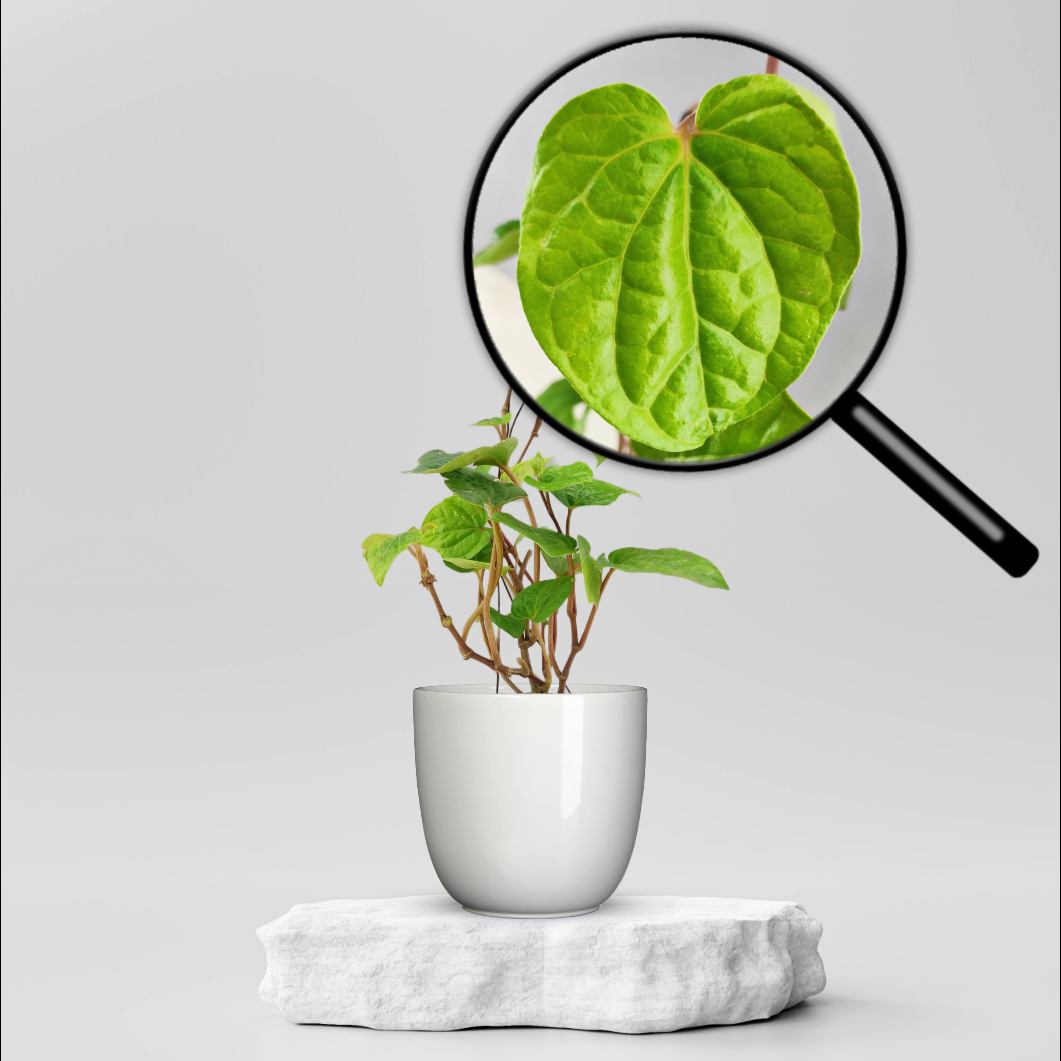 Buy Betel Maghai Paan Plant Small 79 00 Online In Ahmedabad buy-betel-maghai-paan-plant-small-79-00-online-in-ahmedabad