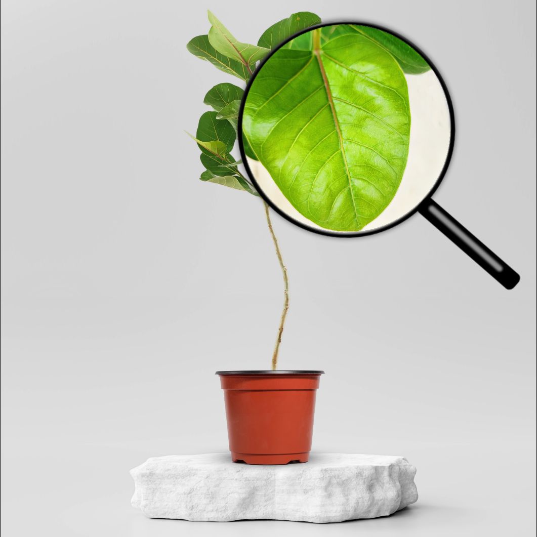 Buy Banyan Tree Vad Plant ₹199.00 Online in Ahmedabad