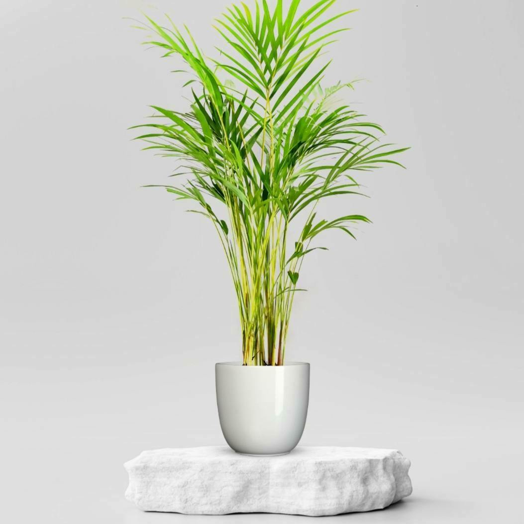 Buy Areca Palm - Large @ ₹349.00 Online in Ahmedabad