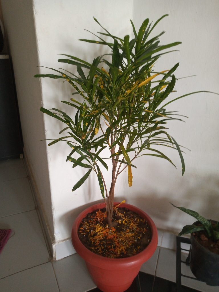 Buy Croton Gold Dust Thin Leaves Plant ₹12900 Online In Ahmedabad 