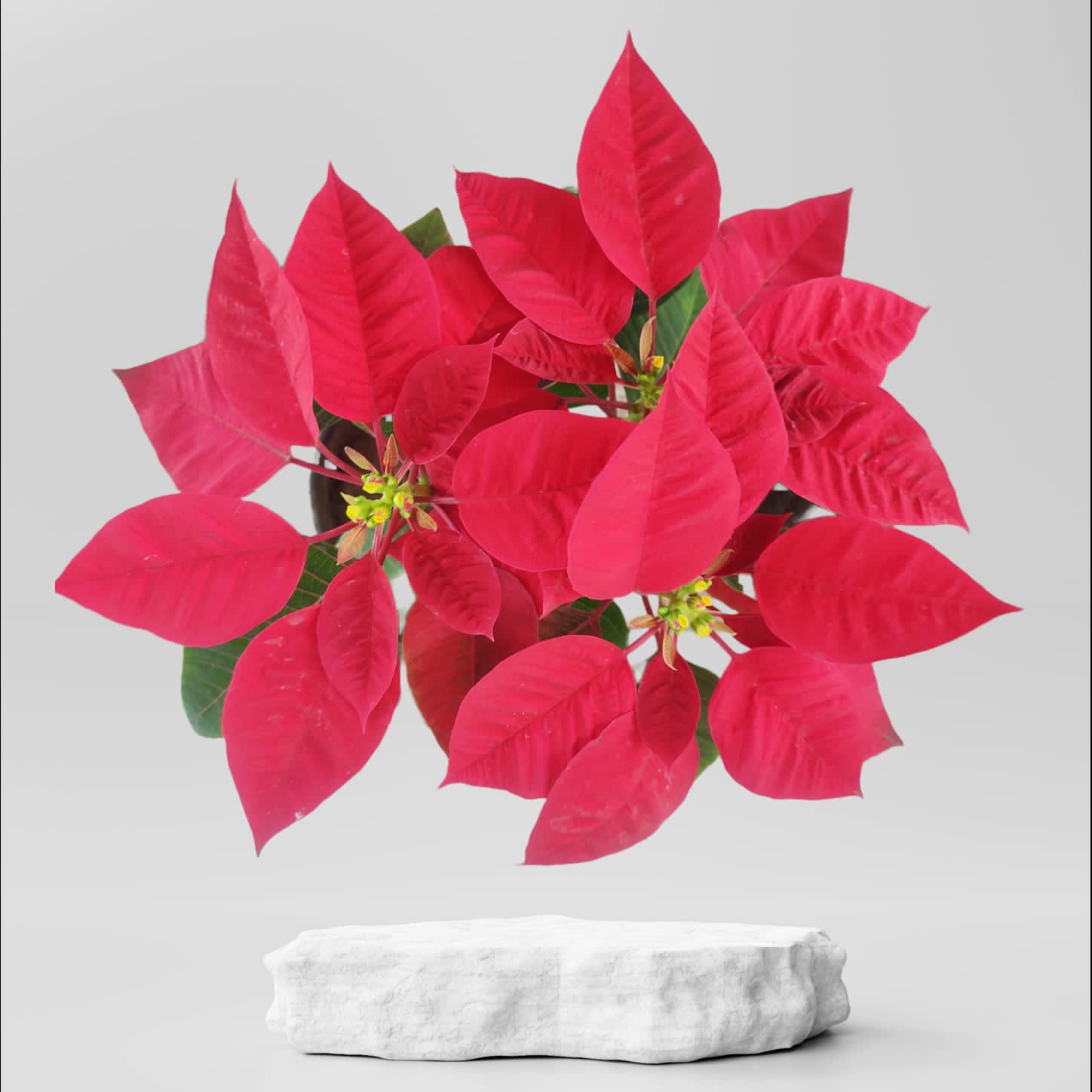 Buy Poinsettia Red Plant ₹349.00 Online in Ahmedabad