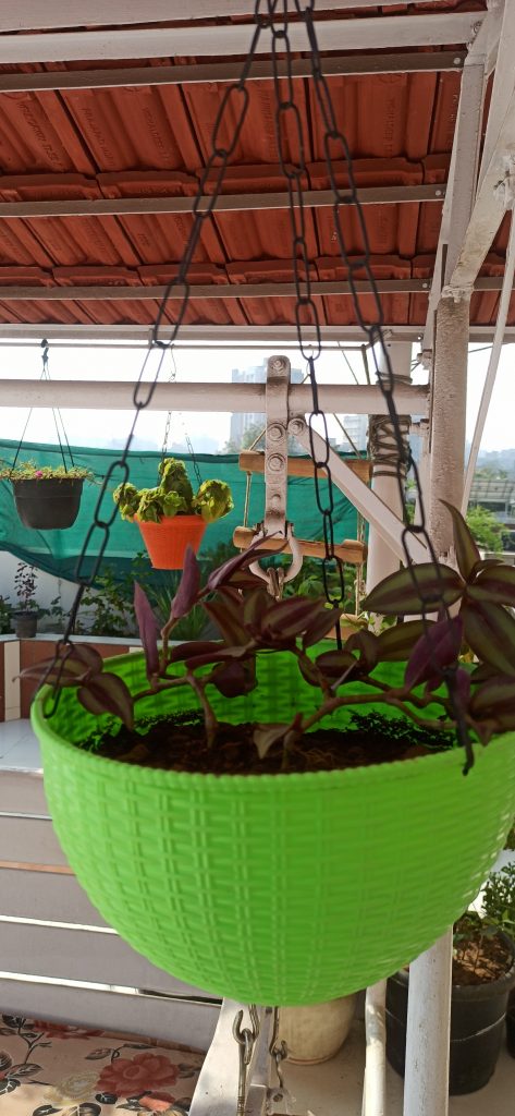 Image #1 from Rajvi Acharya