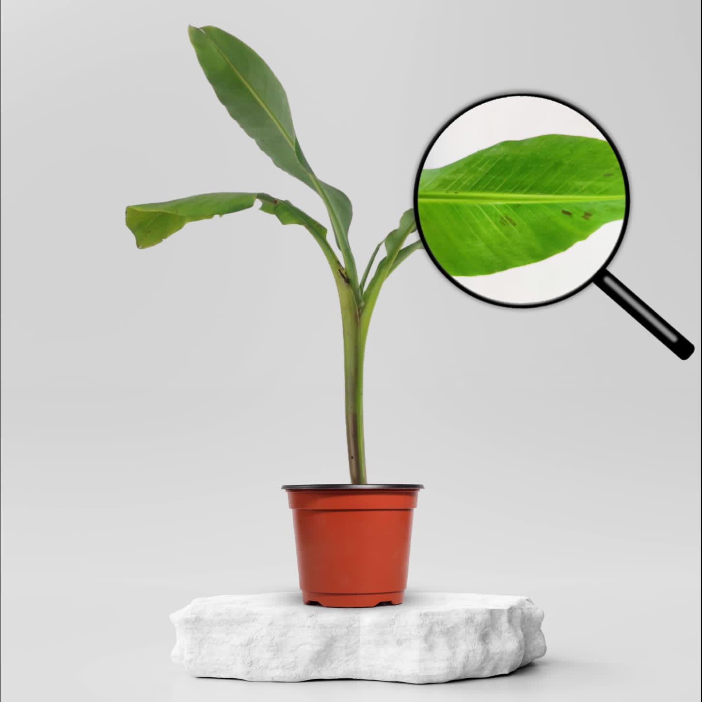 Buy Banana Plant ₹149.00 Online in Ahmedabad