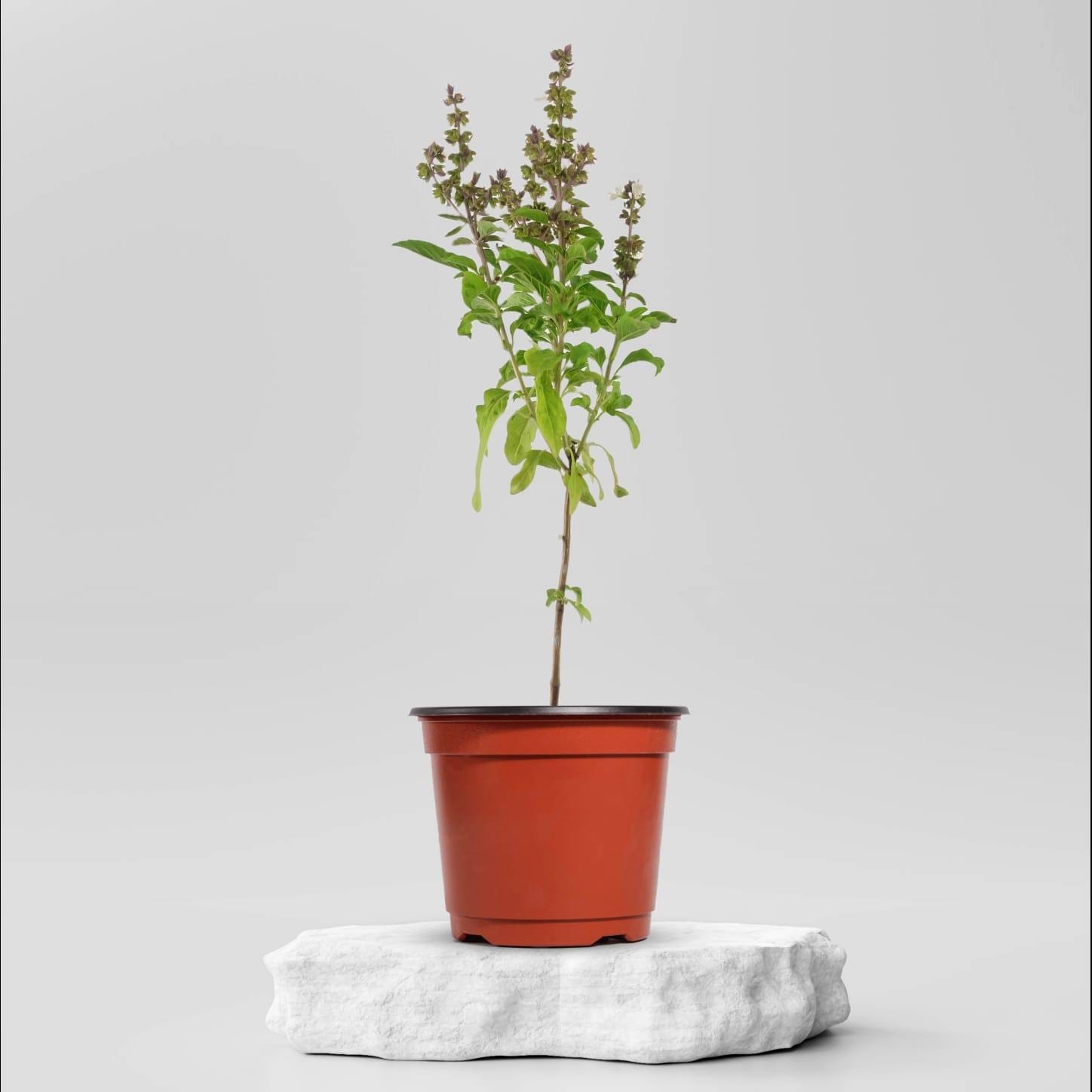 Buy Sweet Basil Plant 49.00 Online in Ahmedabad