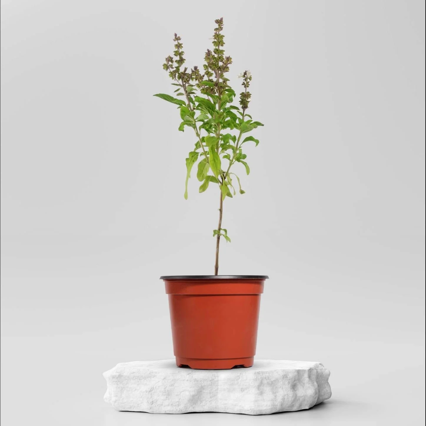 Buy Sweet Basil Plant 49.00 Online in Ahmedabad