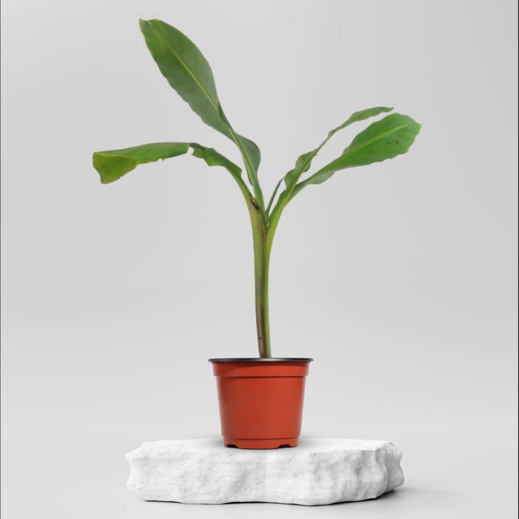 Buy Vegetable Plants Online in Ahmedabad Same Day Delivery Plantalay