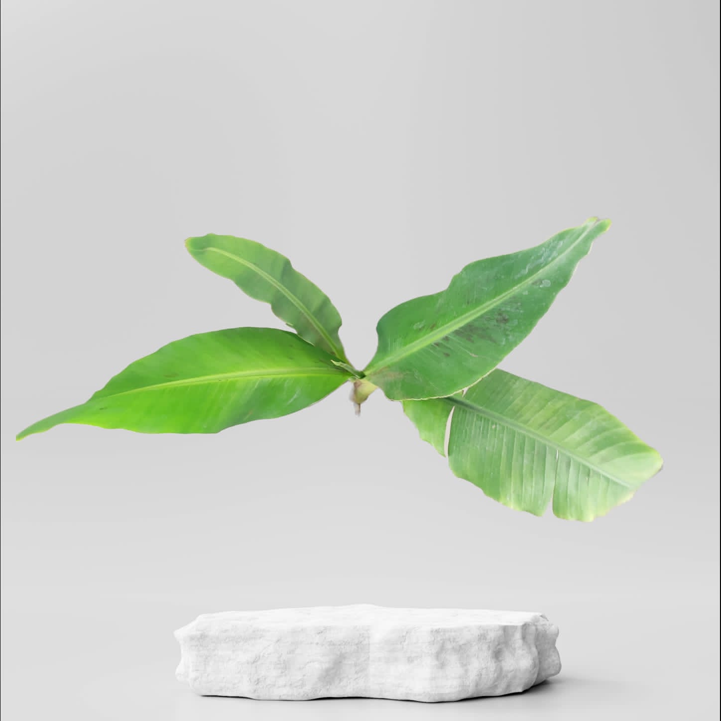 Buy Banana Plant ₹149.00 Online in Ahmedabad