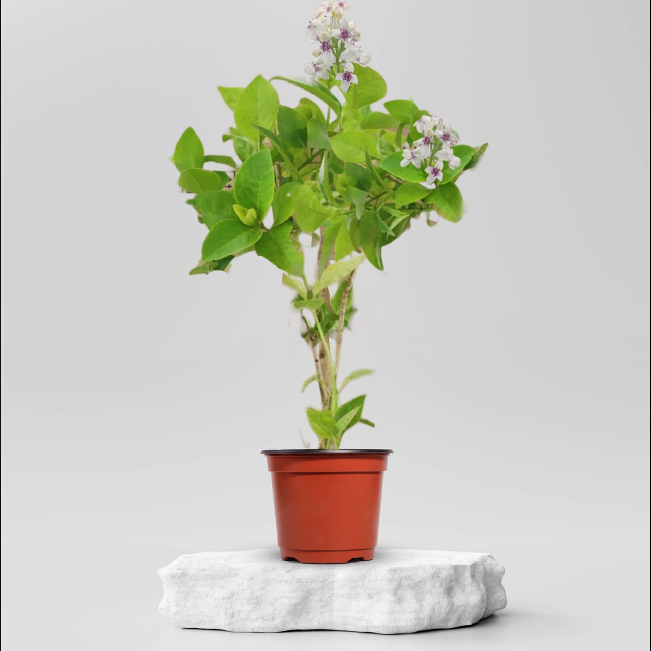 Buy Eranthemum Gold Plant @ ₹149.00 Online in Ahmedabad