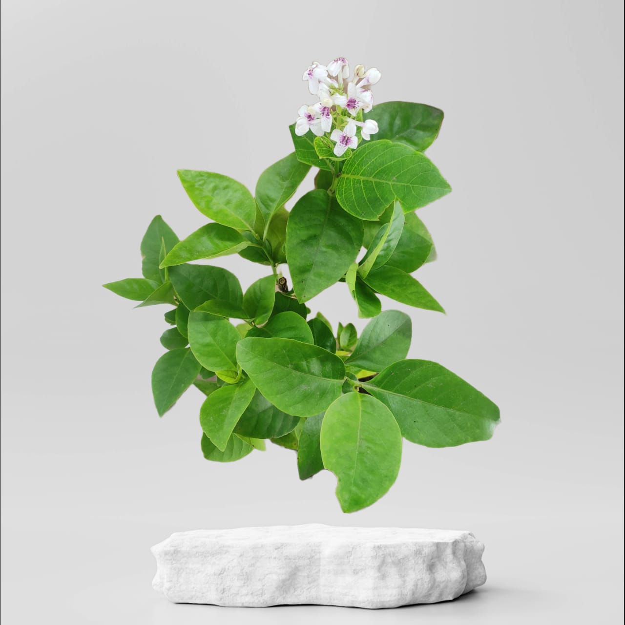 Buy Eranthemum Gold Plant @ ₹149.00 Online in Ahmedabad