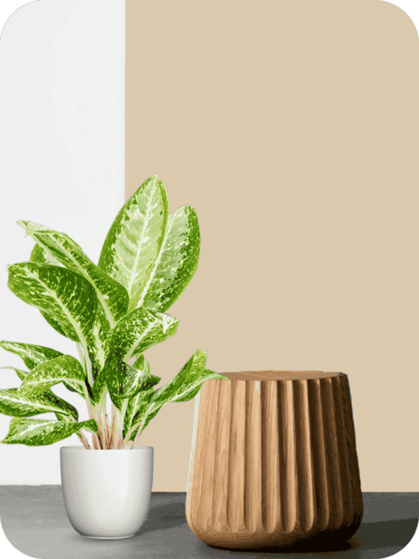 Aglaonema White Rain Plant | Picsart 24 06 06 10 05 01 247 1