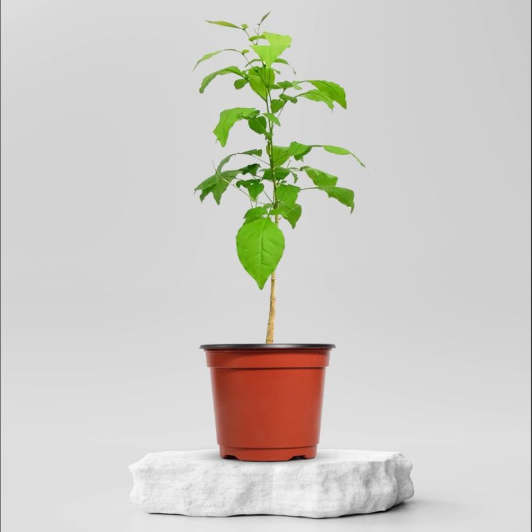 Buy Vegetable Plants Online in Ahmedabad Same Day Delivery Plantalay