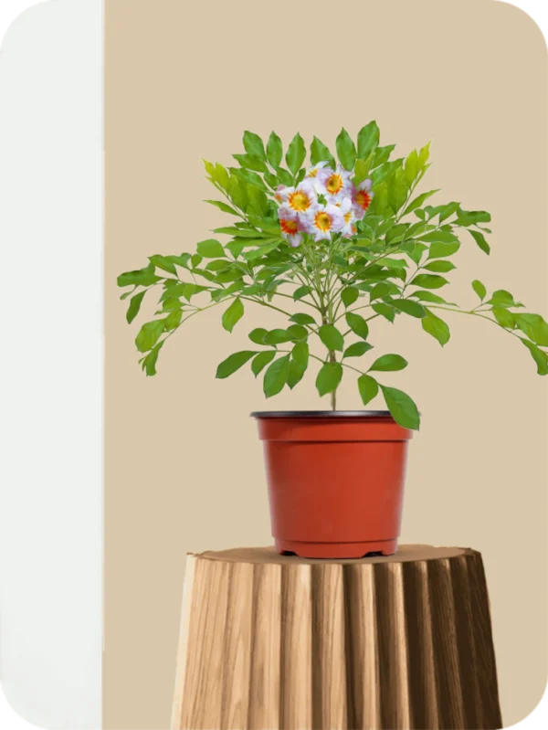Tecoma White Plant