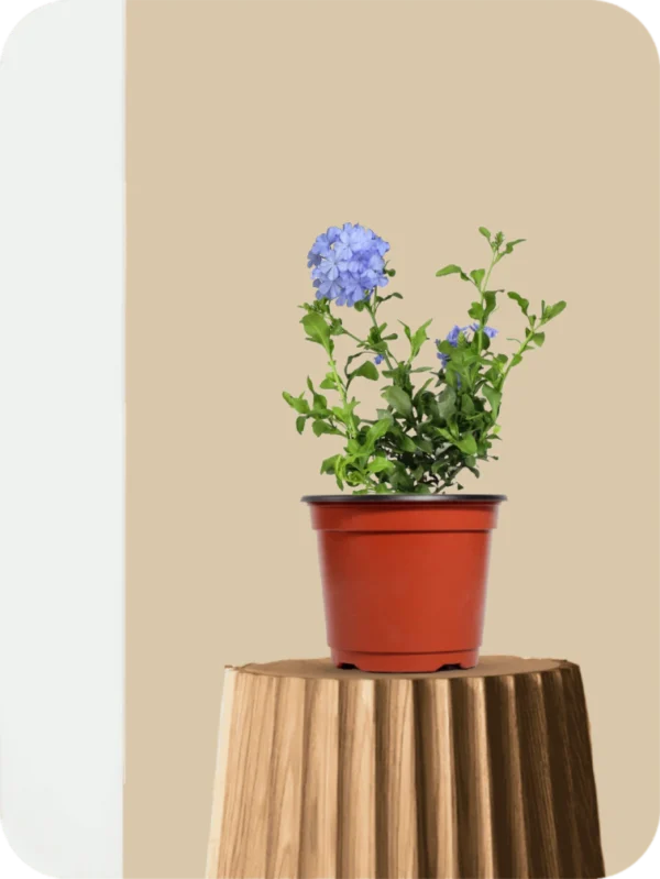Plumbago Blue Plant